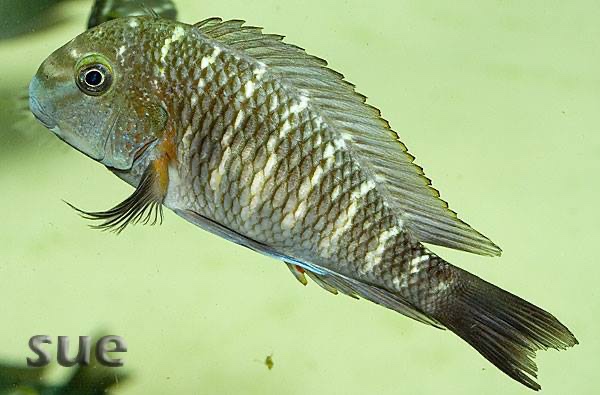 Tropheus sp. 'limespot' Zongwe